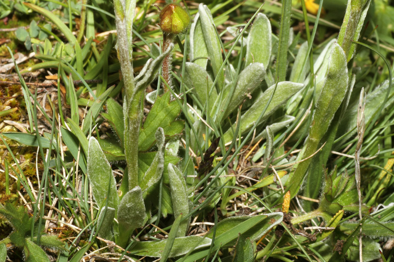 Antennaria dioica vs Antennaria carpatica